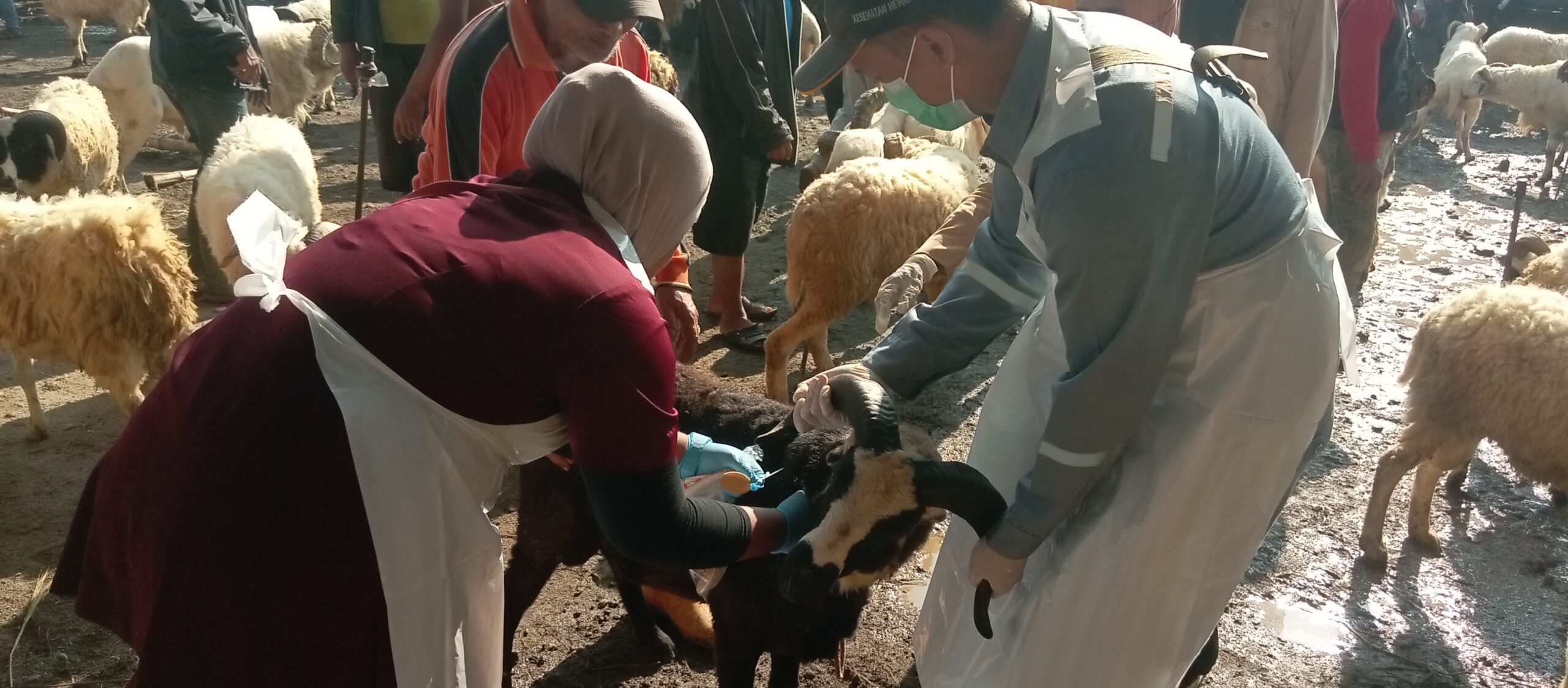 ‎Pastikan Hewan Qurban Sehat, Dinas DKP3 Majalengka Cek Kesehatan di Pasar Hewan